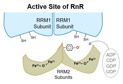 Active-site of RnR enzyme